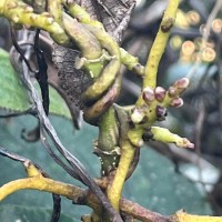 Cuscuta reflexa Roxb.